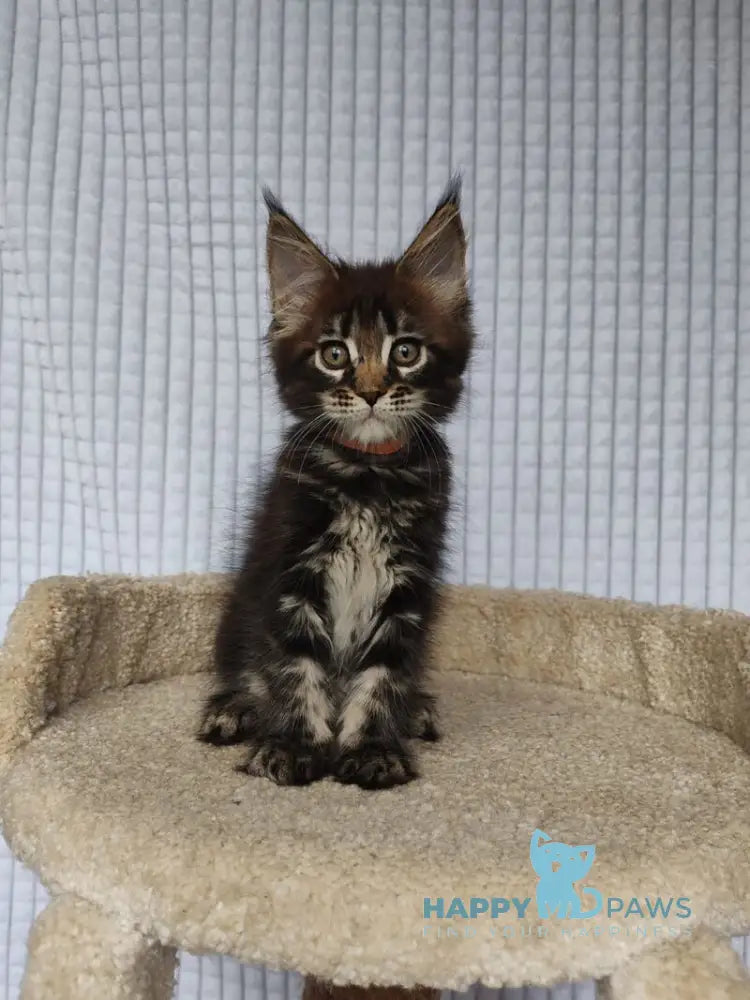 Martin Maine Coon male black tabby live animals