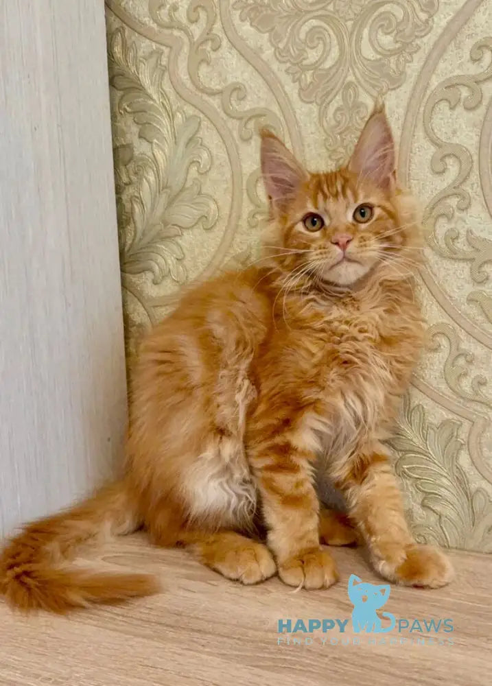 Martin Maine Coon male red tabby live animals