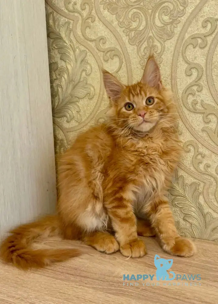 Martin Maine Coon male red tabby live animals