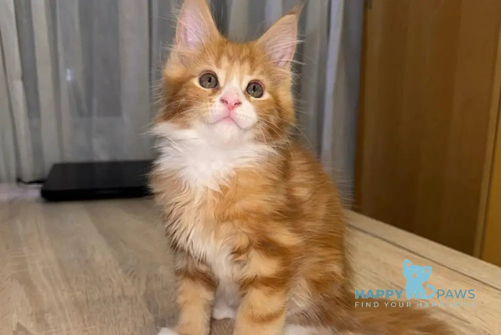 Martin Maine Coon male red tabby with white live animals
