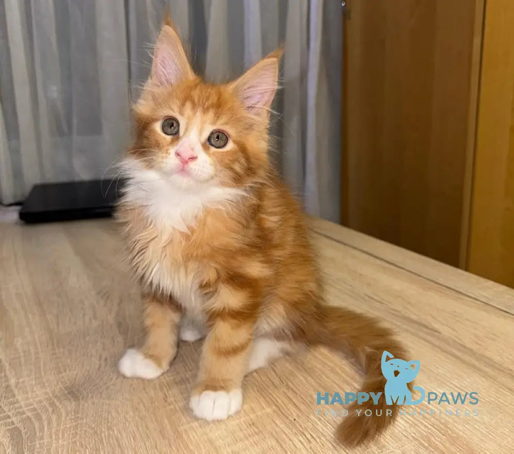 Martin Maine Coon male red tabby with white live animals