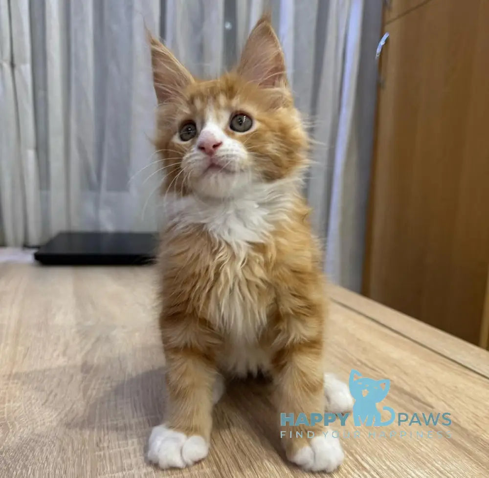 Martin Maine Coon male red tabby with white live animals