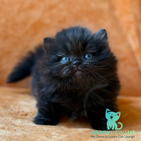 Martin Munchkin male black - live animals