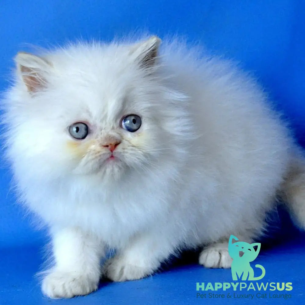 Martin Persian male cream pointed - live animals