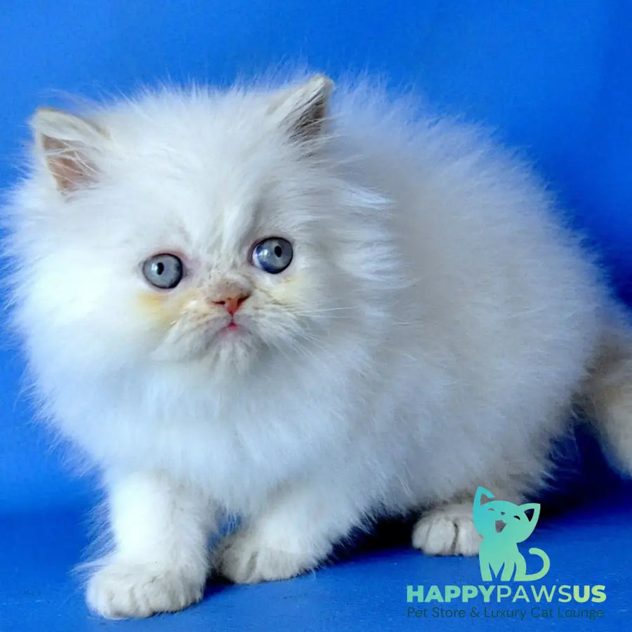 Martin Persian male cream pointed - live animals