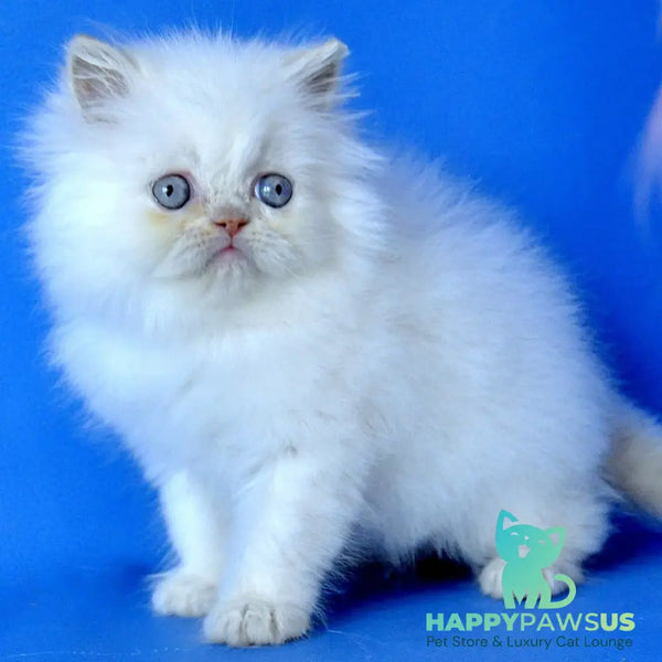 Martin Persian male cream pointed - live animals