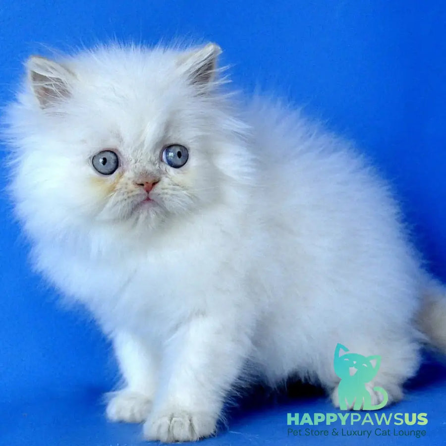 Martin Persian male cream pointed - live animals