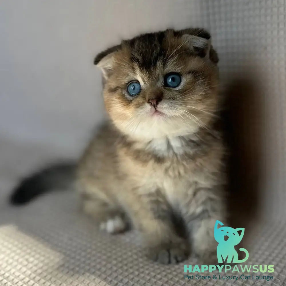 Martin Scottish Fold male black golden ticked tabby with white - live animals