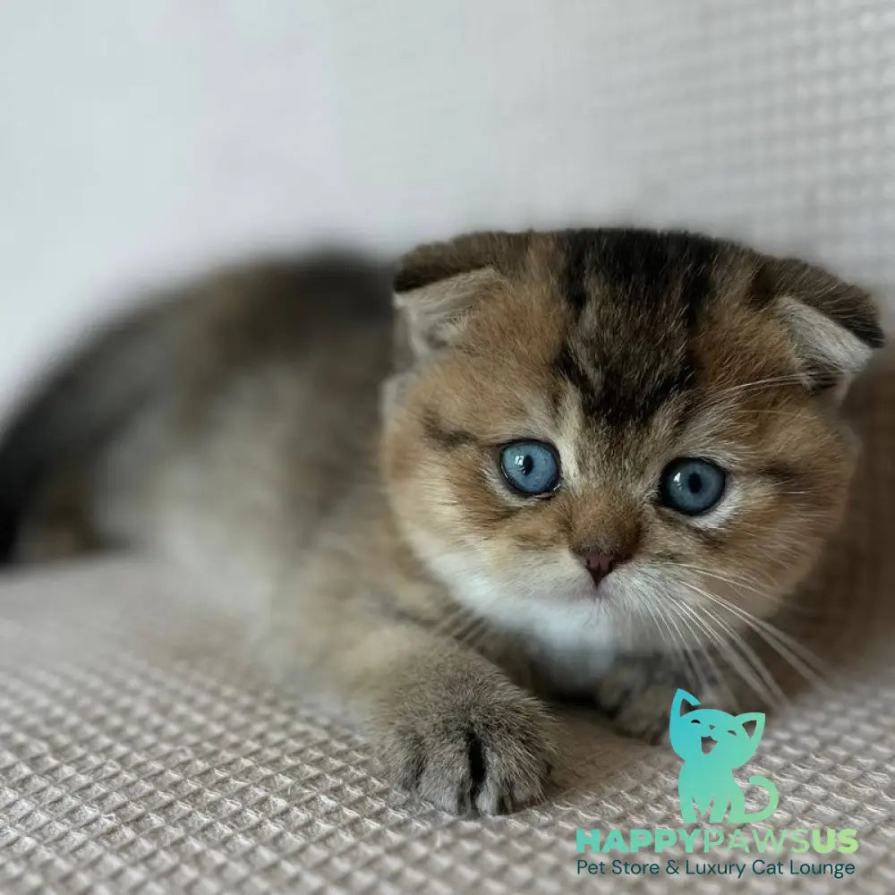 Martin Scottish Fold male black golden ticked tabby with white - live animals