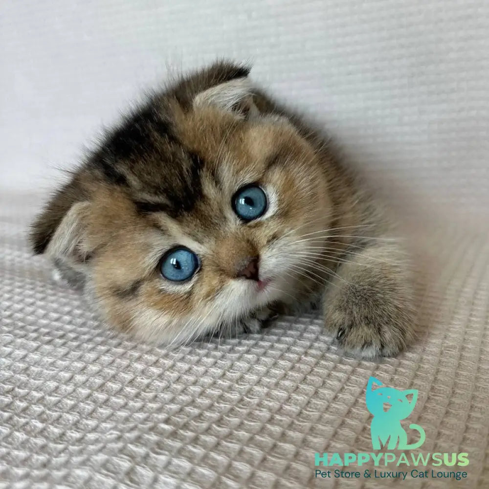 Martin Scottish Fold male black golden ticked tabby with white - live animals