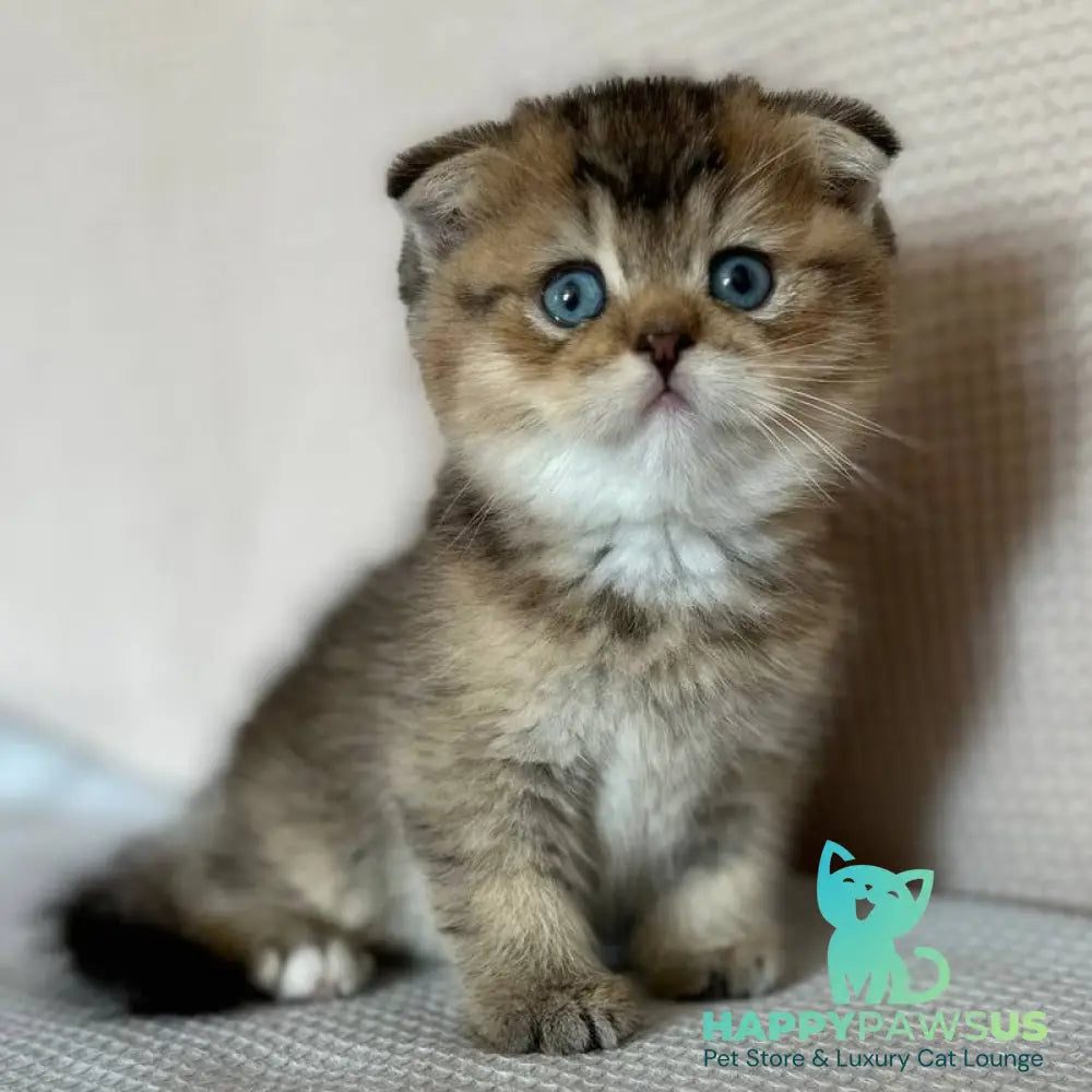 Martin Scottish Fold male black golden ticked tabby with white - live animals