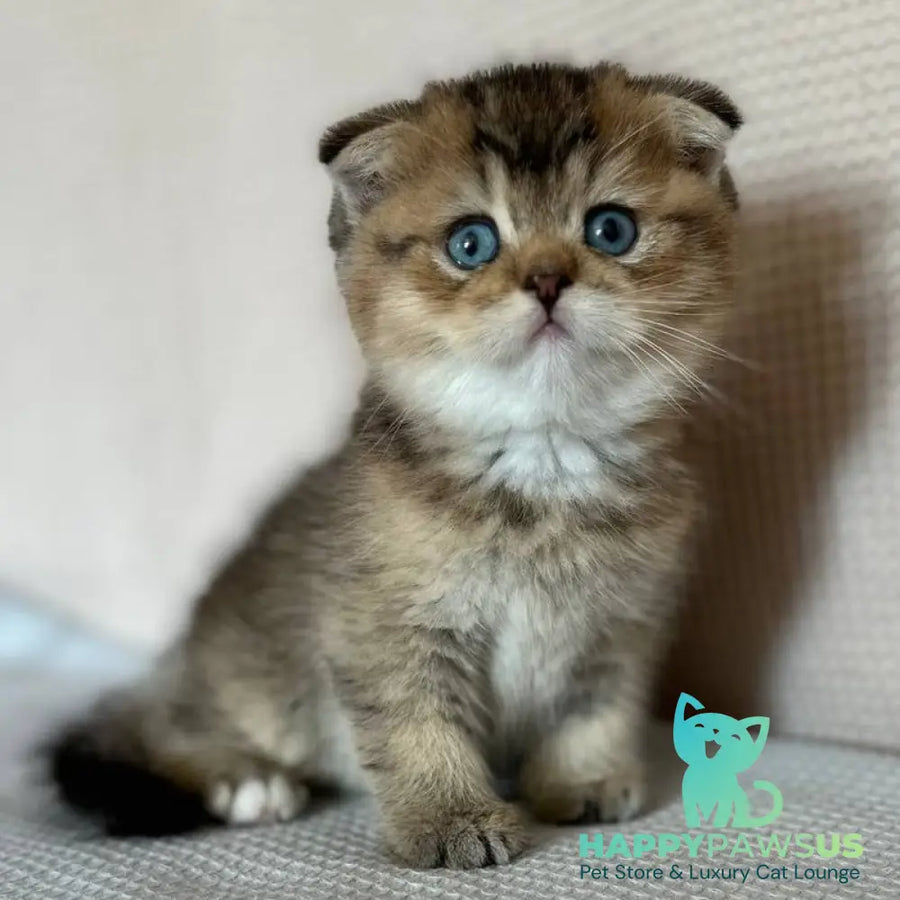Martin Scottish Fold male black golden ticked tabby with white - live animals