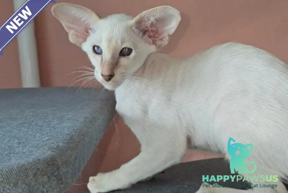 Martin Siamese male lilac - live animals