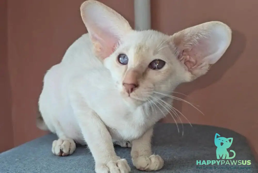 Martin Siamese male lilac - live animals