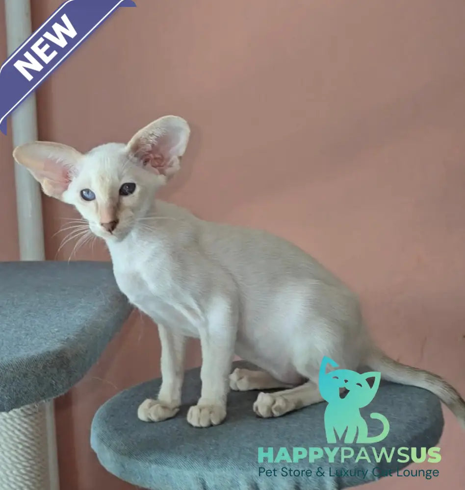 Martin Siamese male lilac - live animals