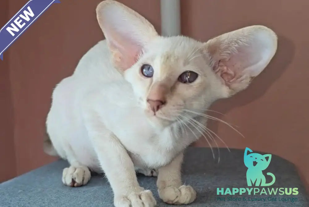 Martin Siamese male lilac - live animals