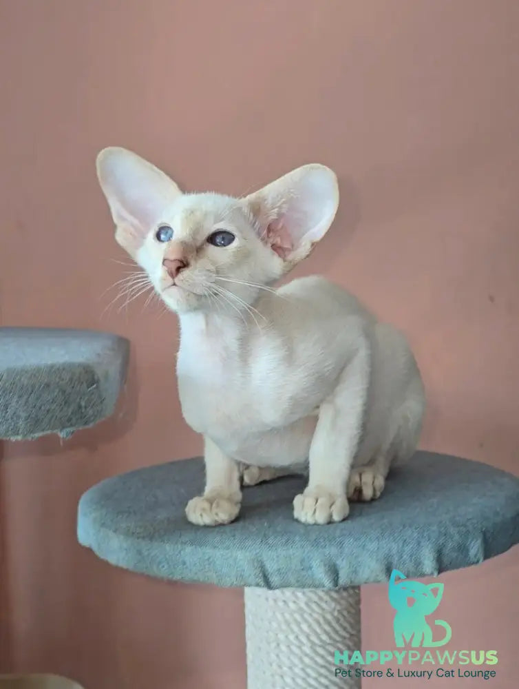 Martin Siamese male lilac - live animals