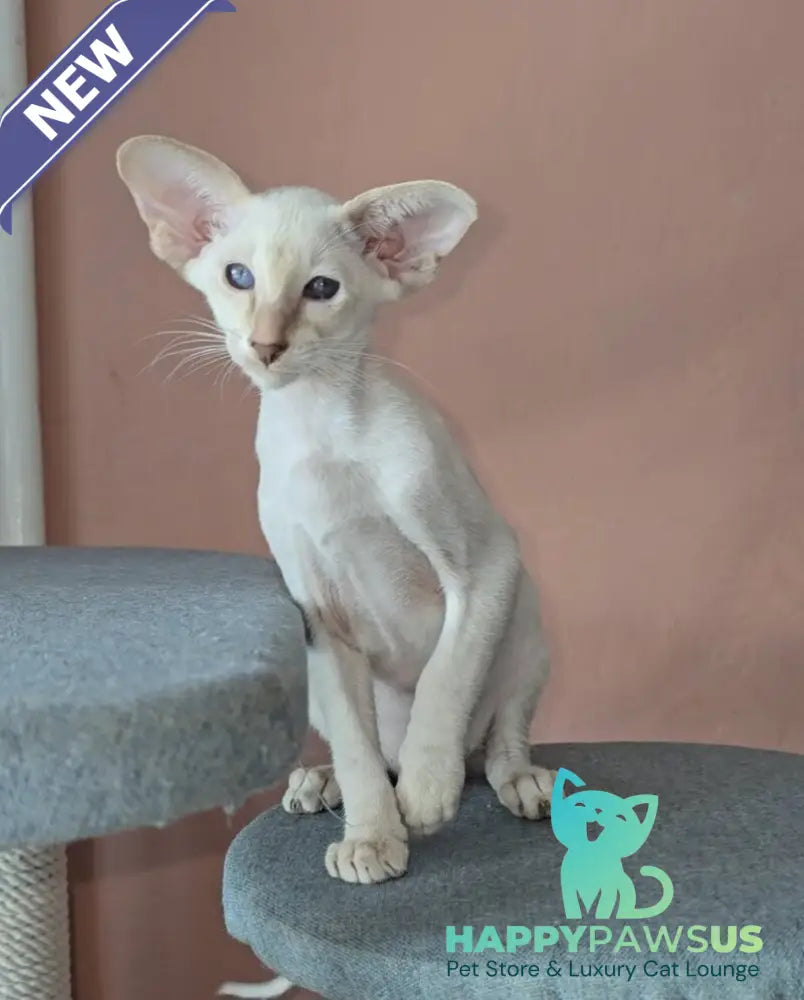Martin Siamese male lilac - live animals