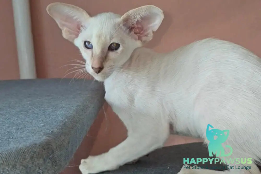 Martin Siamese male lilac - live animals