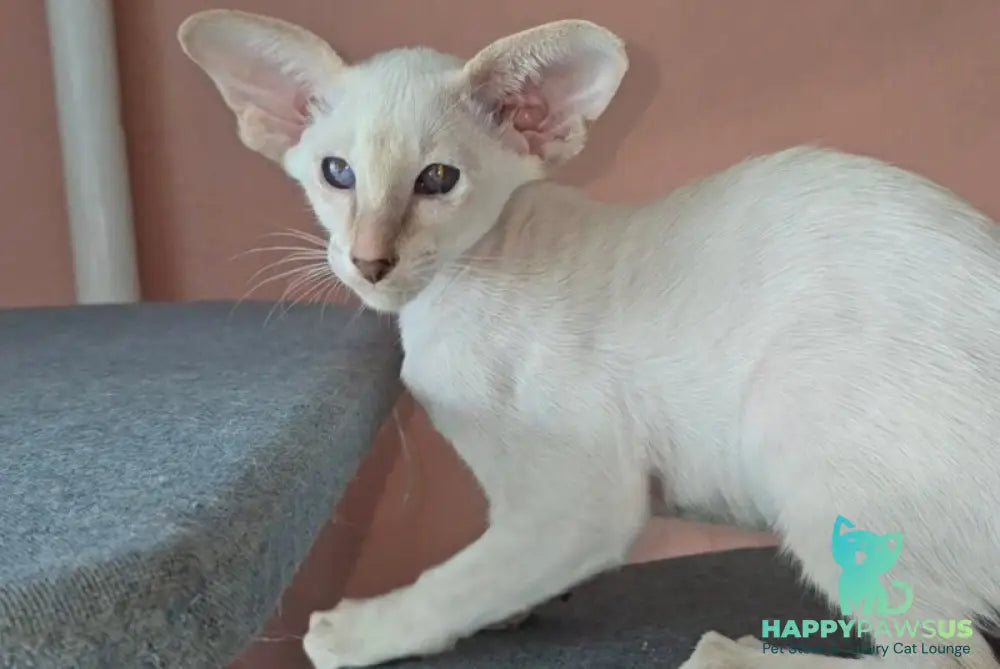 Martin Siamese male lilac - live animals