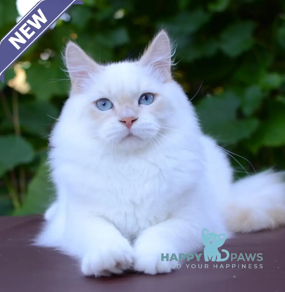 Martin Persian male cream tabby pointed live animals