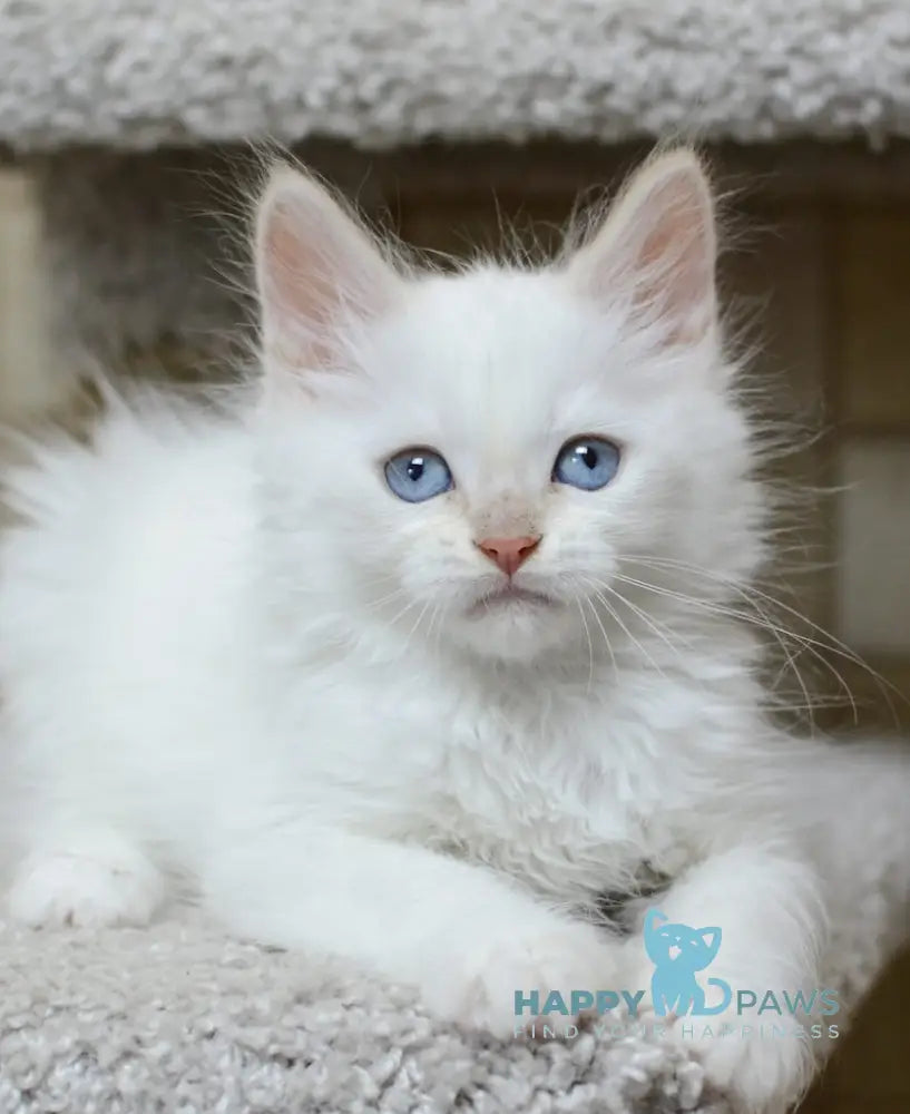 Martin Siberian male cream tabby pointed live animals