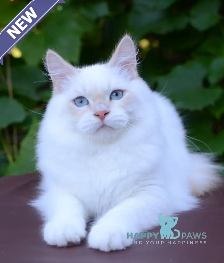 Martin Persian male cream tabby pointed live animals