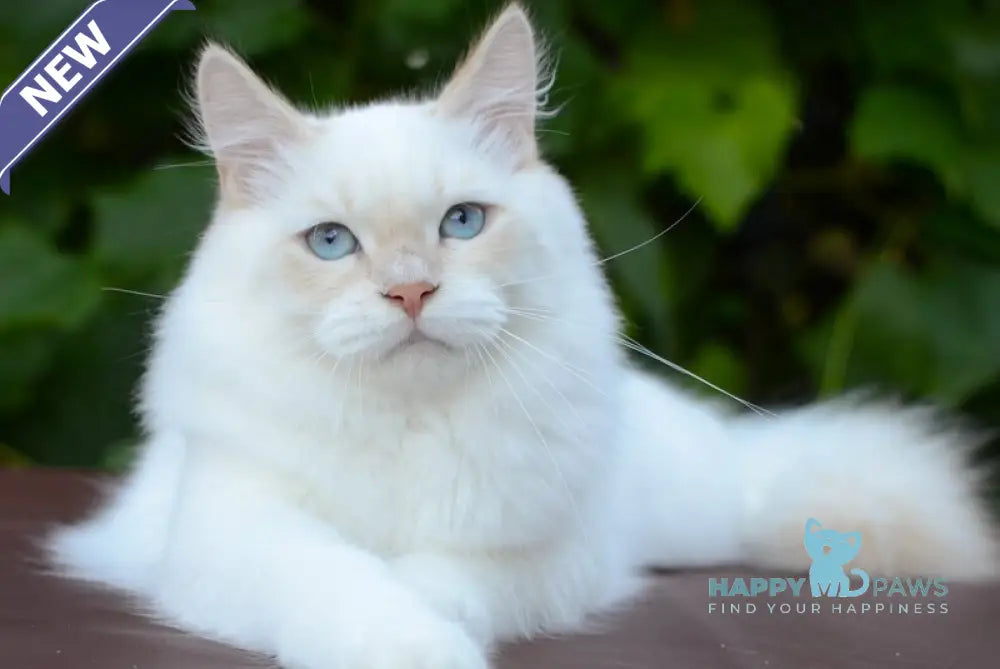 Martin Persian male cream tabby pointed live animals