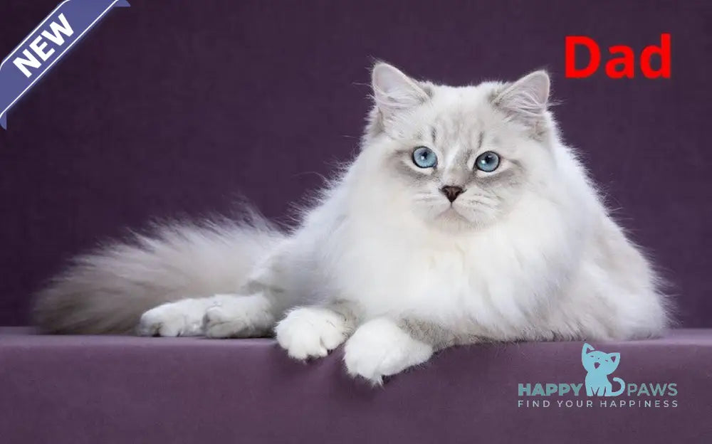 Martin Persian male cream tabby pointed live animals