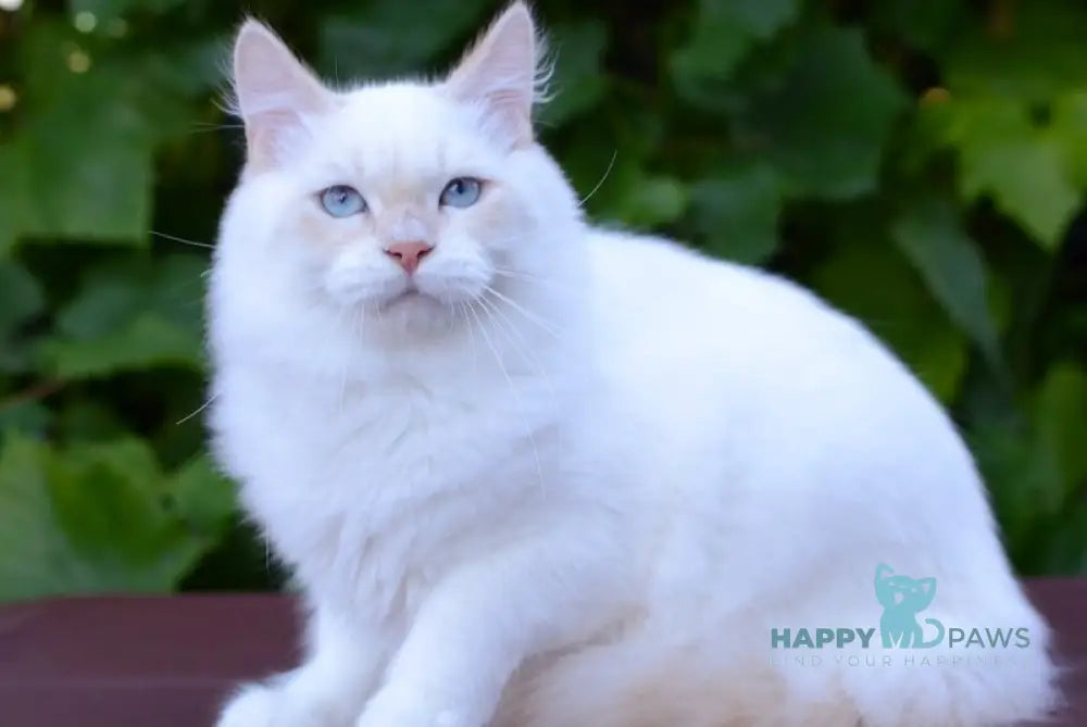 Martin Persian male cream tabby pointed live animals
