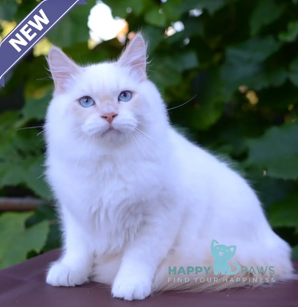 Martin Persian male cream tabby pointed live animals