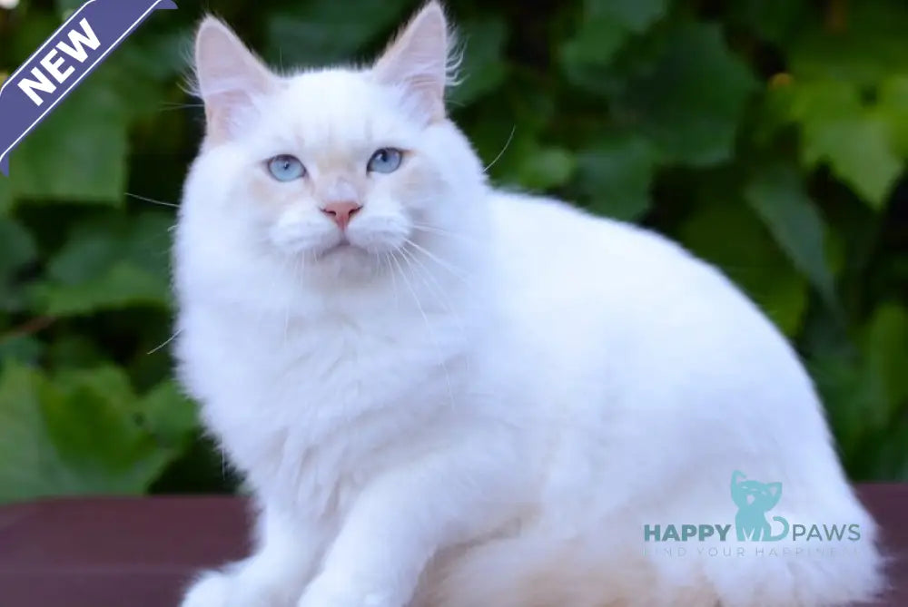Martin Persian male cream tabby pointed live animals