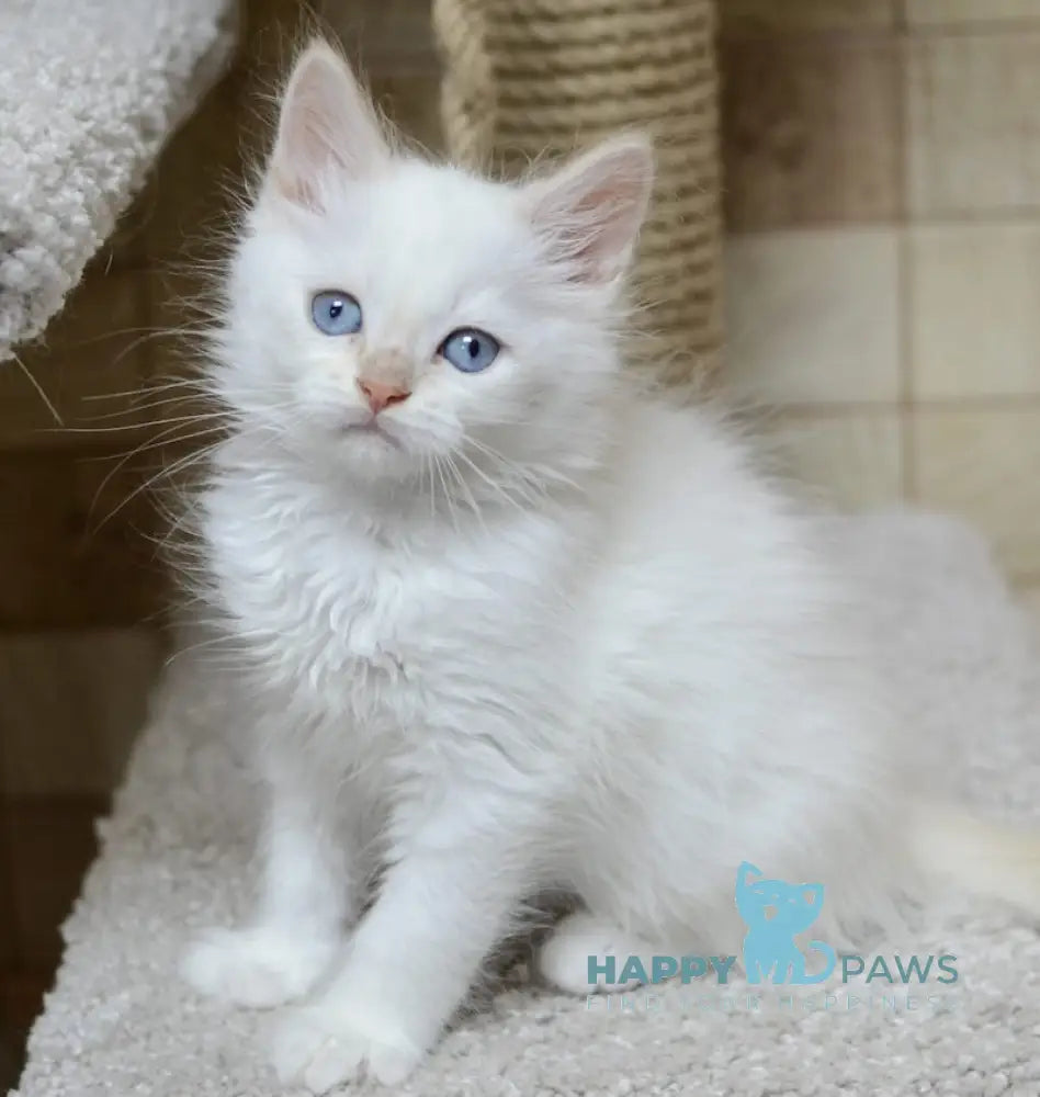Martin Siberian male cream tabby pointed live animals