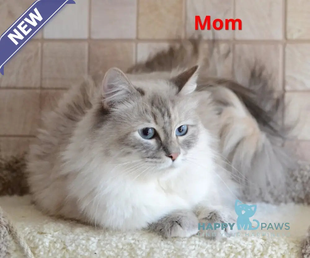 Martin Persian male cream tabby pointed live animals