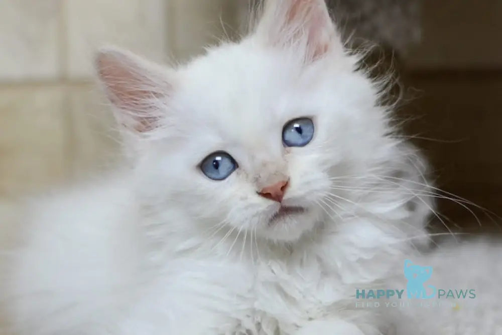 Martin Siberian male cream tabby pointed live animals