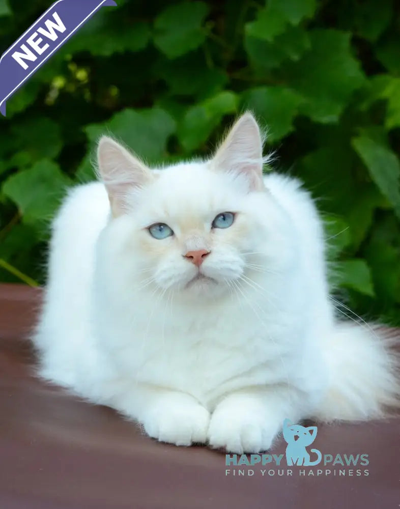 Martin Persian male cream tabby pointed live animals