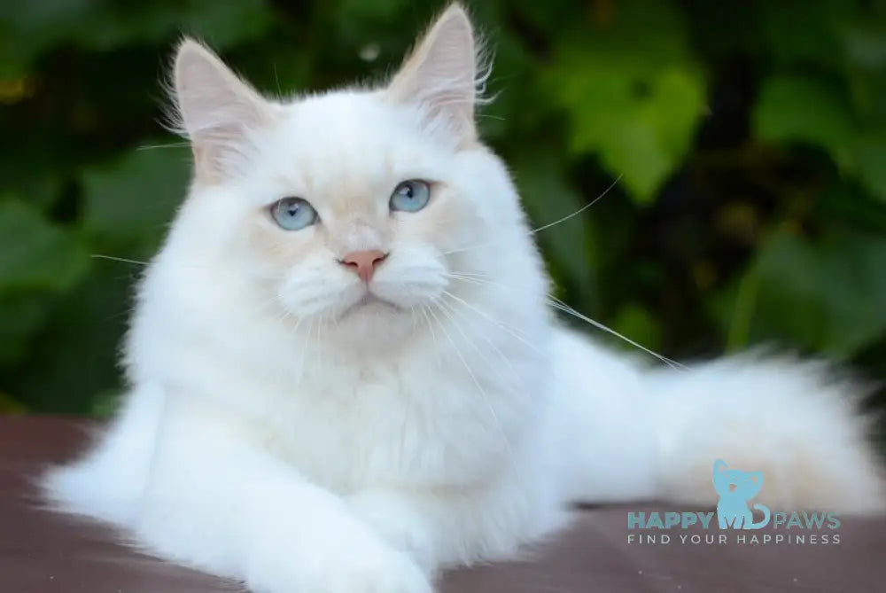 Martin Persian male cream tabby pointed live animals