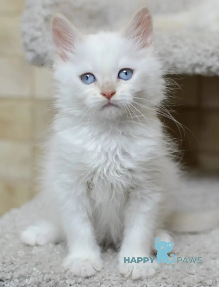 Martin Siberian male cream tabby pointed live animals