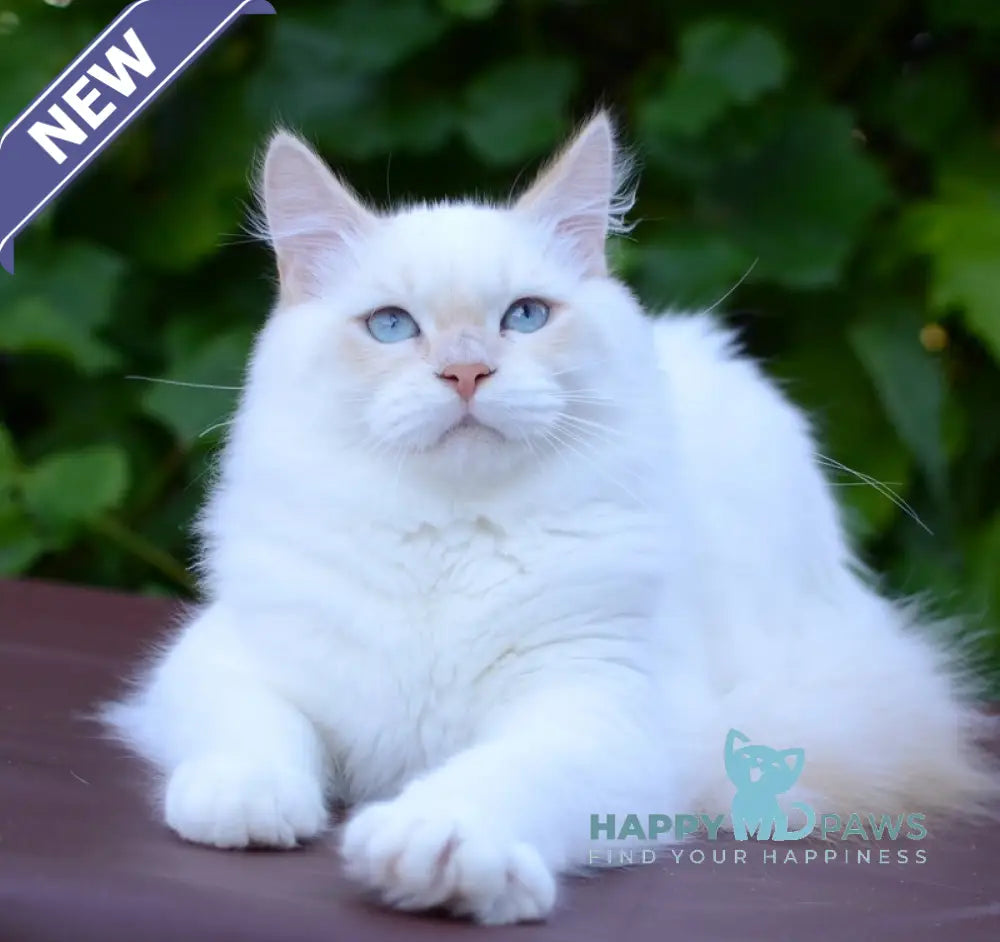 Martin Persian male cream tabby pointed live animals