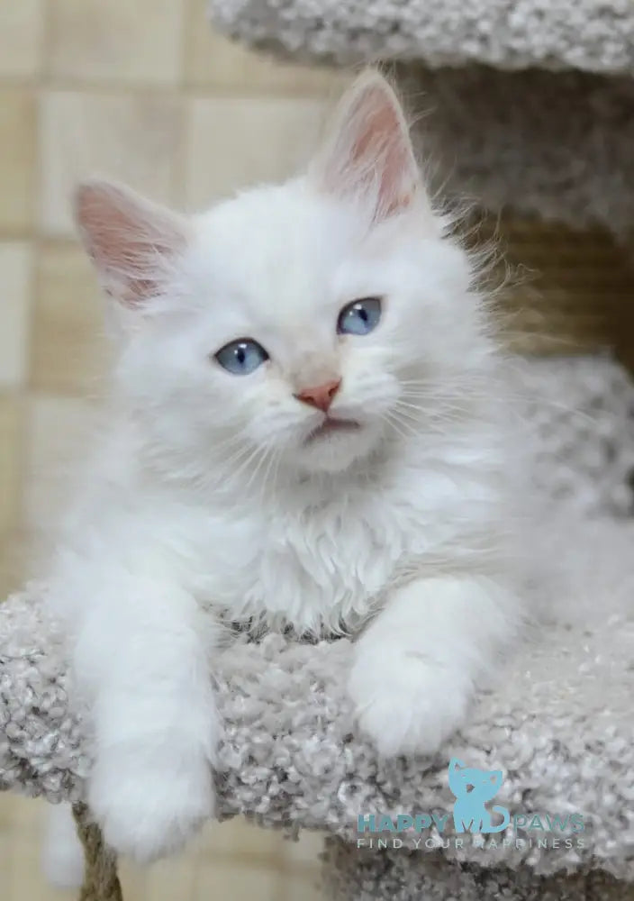 Martin Siberian male cream tabby pointed live animals
