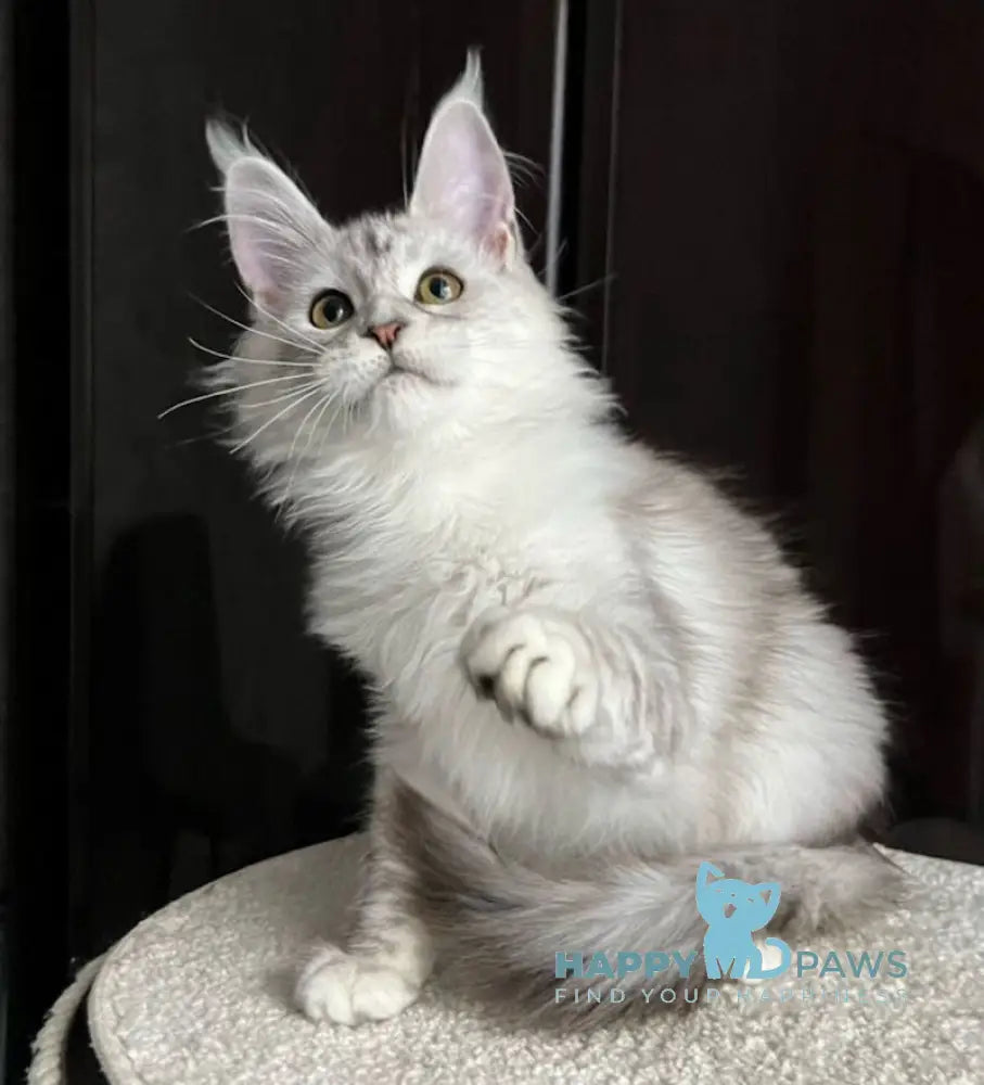 Marusya Maine Coon female black silver ticked tabby live animals