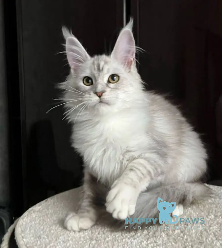 Marusya Maine Coon female black silver ticked tabby live animals