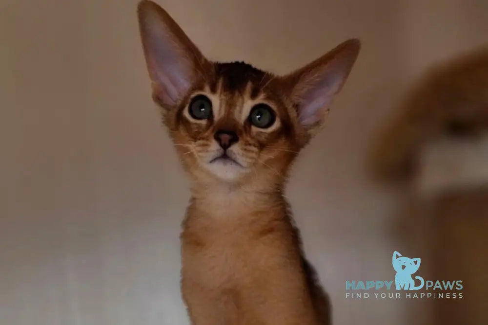 Marvel Abyssinian male black - live animals