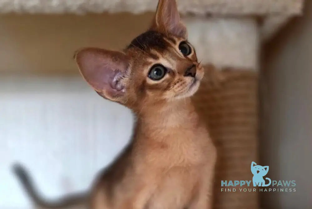 Marvel Abyssinian male black - live animals