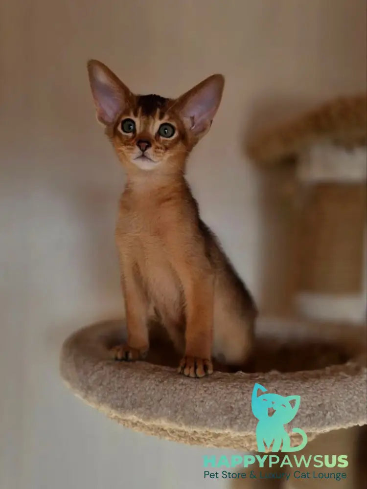 Marvel Abyssinian male black - live animals
