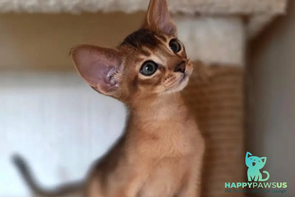 Marvel Abyssinian male black - live animals