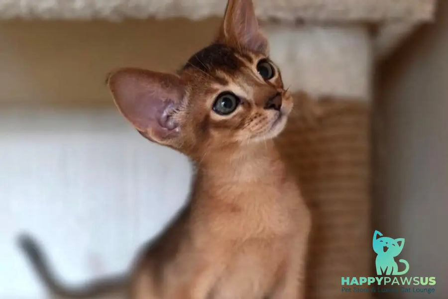 Marvel Abyssinian male black - live animals