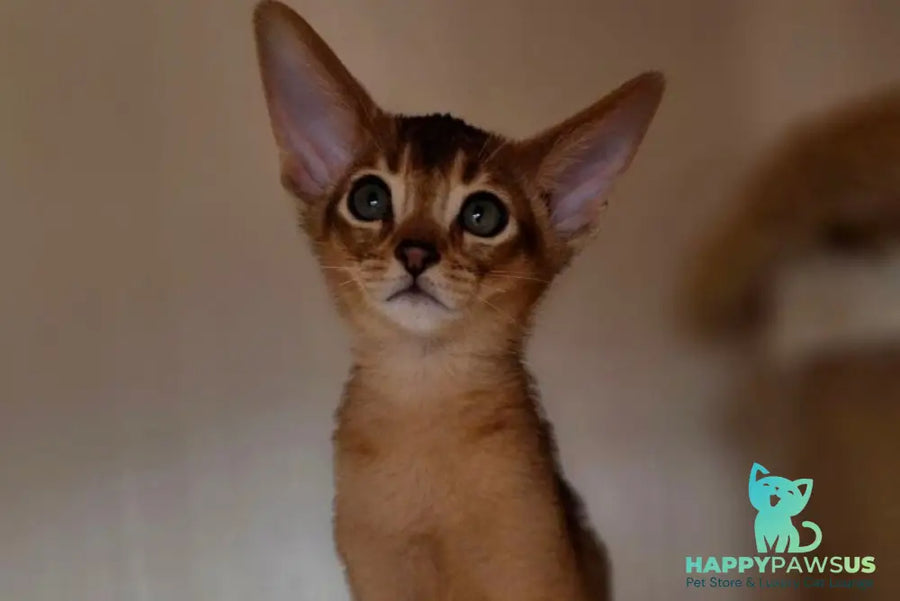 Marvel Abyssinian male black - live animals