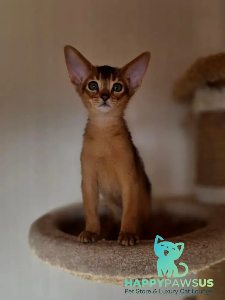 Marvel Abyssinian male black - live animals
