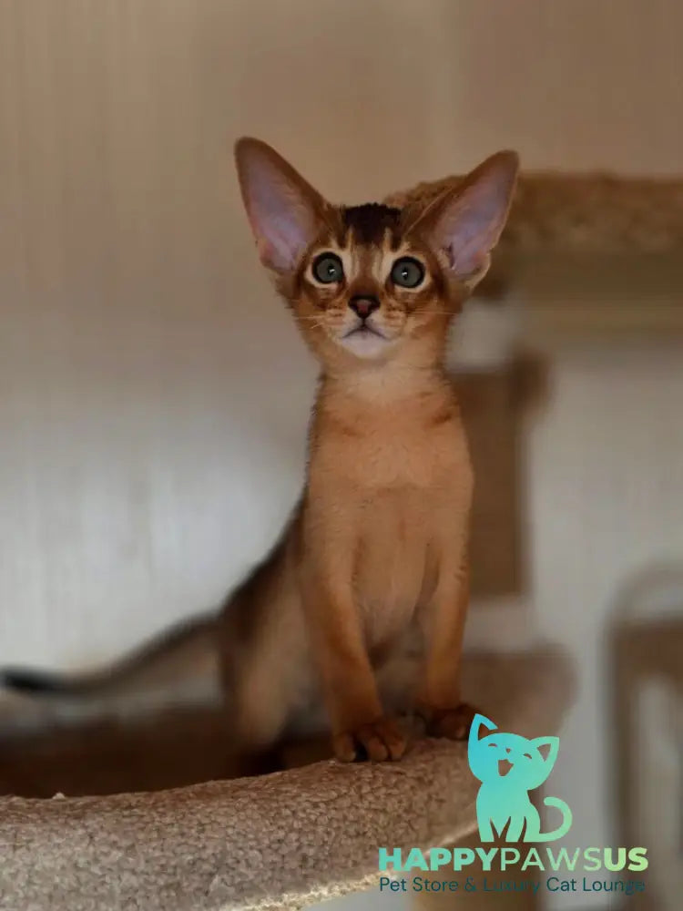 Marvel Abyssinian male black - live animals